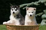 SIBERIAN HUSKY 1014